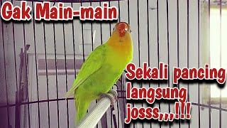 Lovebird betina fighter manggil lawan,,jenis apapun lb yg dengar pasti terpancing nyaut bunyi