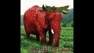 The Strawberry Elephant