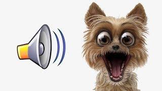 СОБАКА ПОЛЮБИТ ЭТИ ЗВУКИ ПРИКОЛ НАД СОБАКОЙ YOUR DOG LOVES THESE SOUNDS