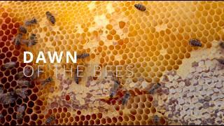 Faces of Africa - Dawn of The Bees
