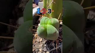 Many sides to every story… this one has four! #fourwinds #cactusjeff