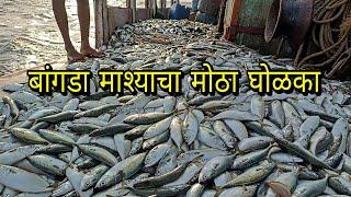 amazing mackerel Fishing jackpot. बांगड्याची तुफान मासेमारी. mumbai Indian fishing 