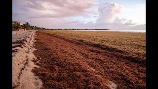 Sargassum Cleanup 2023