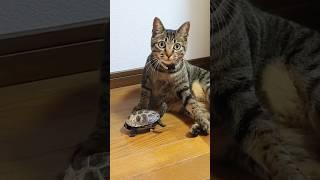 猫が大好きスケボー亀【A skateboard turtle who loves cats】