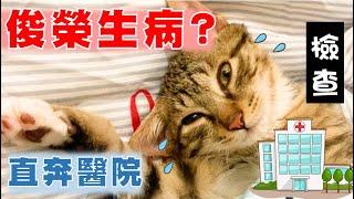 【SoybeanMilk Cat】 What's Wrong with Junrong? He Is Too Quiet...