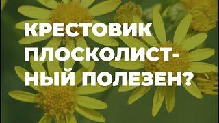 Крестовник плосколистный сорняк или полезное растение? / Захар Травник