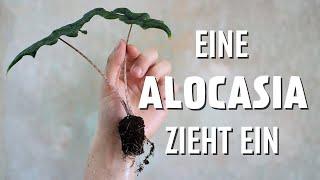 Neue Alocasia gekauft? Diese Pflegetipps musst du kennen & machen der Alocasia den Einzug leichter!