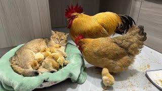 The rooster and the hen were stunned on the spot!  The gentle kitten takes good care of the chicks