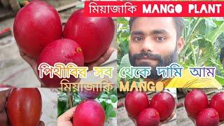 মিয়াজাকি mango plant miajaki mango plant