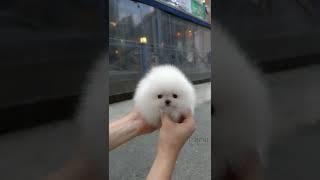 Cute white miniteacup Pomeranian puppy video.