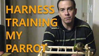 Harness Training with Trello - Green Cheek Conure