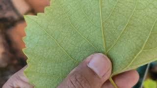 Ini ciri daun Anggur jupiter seedless dan bedanya dengan daun anggur Isabela