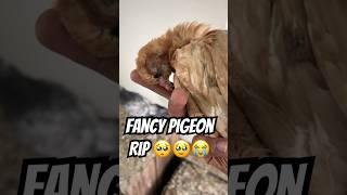 Fancy Kabutar #sad #pigeon #kabootarba #kabootar #kabootarloft05 #kabutar #birds