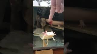 Axolotl Attack