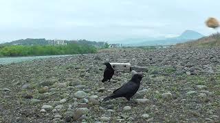 O 165 Oita River　In front of the Brown Hut Water Gate　MON and AOI (Wild Carrion Crow)