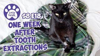 Boo's First Week After Tooth Extraction - Lucky Ferals S8 E18 - Cat Vlog