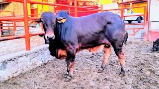 ¡¡VEAN LA CHULADA DE TORO RED SINDHI QUE LLEGÓ A LOS CORRALES!!