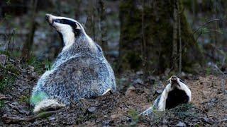 Watching a Badger in the Wild - Live!