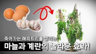 죽어가는 해피트리를 살리는 마늘과 계란의 놀라운 효과[4K UHD] with CLOVA Dubbing