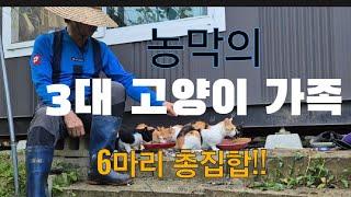 농막의 3대 고양이들 6마리 총집합#다음날아침편#고양이#농막#고니팜#240907