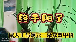 终于阳了！乳山银滩自媒体作者鼠大王与娴云一朵双双中招