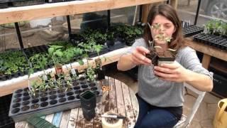 Tomato Seedlings 101