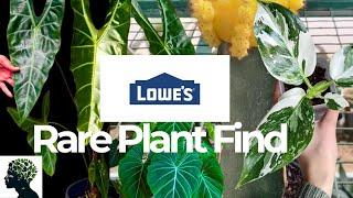 Hunting for Rare Houseplants | Big Box Store Shopping