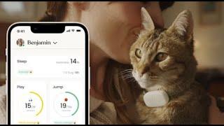 Moggie: the smart wearable device for cats