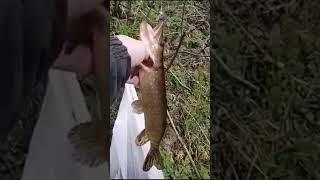 Первая щука по открытой воде в этом году #fishing #селигер #волга