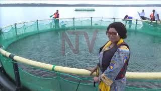Fish farming changes the lives of Bugiri women