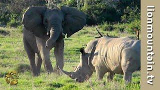 Elephant Adolescents Gone Wild  The Pilanesberg Troublemakers