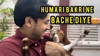 Humari bakri ne bache diye️ | Bakra Eid | HamzaShykh