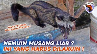 JIKA TEMUKAN MUSANG LIAR, INI YANG HARUS DILAKUKAN ! #SAWAN