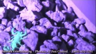 Black Light Hunting Scorpions- Phoenix, Arizona- Pest Control by Bulwark Exterminating (1 of 2)