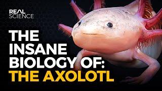 The Insane Biology of: The Axolotl