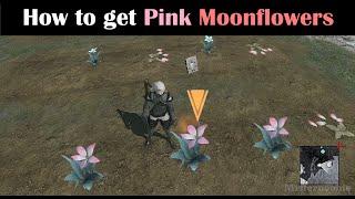 NieR Replicant - How to get Pink Moonflowers (Life in the Sands)