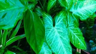 best evergreen indoor plants/best permanent indoor/ low light plants