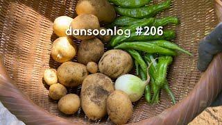 Korean Summer Rural Life vlog 206) Harvest Season