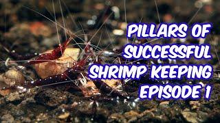 Three Pillars of Successful Shrimp Keeping for Beginners Episode 1