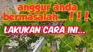 Pohon anggur bermasalah... Lihat cara ini....