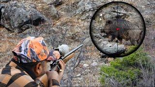 INCREDIBLE Long-Range Wild Boar Hunting Shots, Amazing Bullet Vapour Trails! #hunting #hog