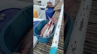 Ang Daming Koha Ng Kasama ko..@kano FishingTV..# #fishing #fishinglife #fishingadventure