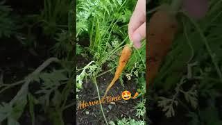 Harvesting carrots in our garden #highlights #trendingshorts #harvest #carrot #garden #healthyfood