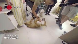 粗魯柴犬護食主人都咬！圖咬Eric Ko摩天使助手犬！超級馴犬師教餵狗訓練3部曲 零食大小要注意 狗主同狗要眼神交流【煉狗術師 S1 EP2-4】