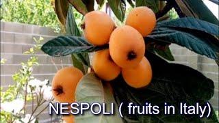 NESPOLI (fruits in Italy)