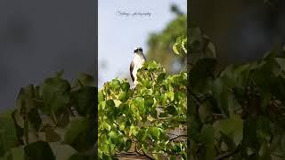 Osprey waiting moments for . they have so patients!#wildlife #birds #Osprey #birdsofaustralia