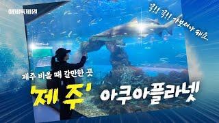 제주아쿠아플라넷 실내관람이나 제주 여행 중 비올때 최고 여행지