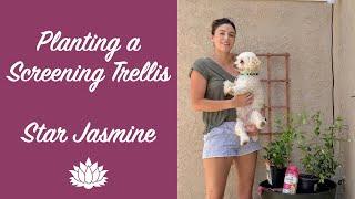 Planting a Screening Trellis With Star Jasmine