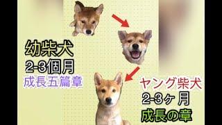 幼柴犬2-3個月五篇章  （中日語の字幕）｜柴犬柚醬 醬拔頻道｜