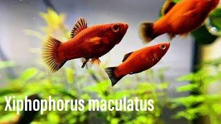 Platy - scheda tecnica (Xiphophorus maculatus)